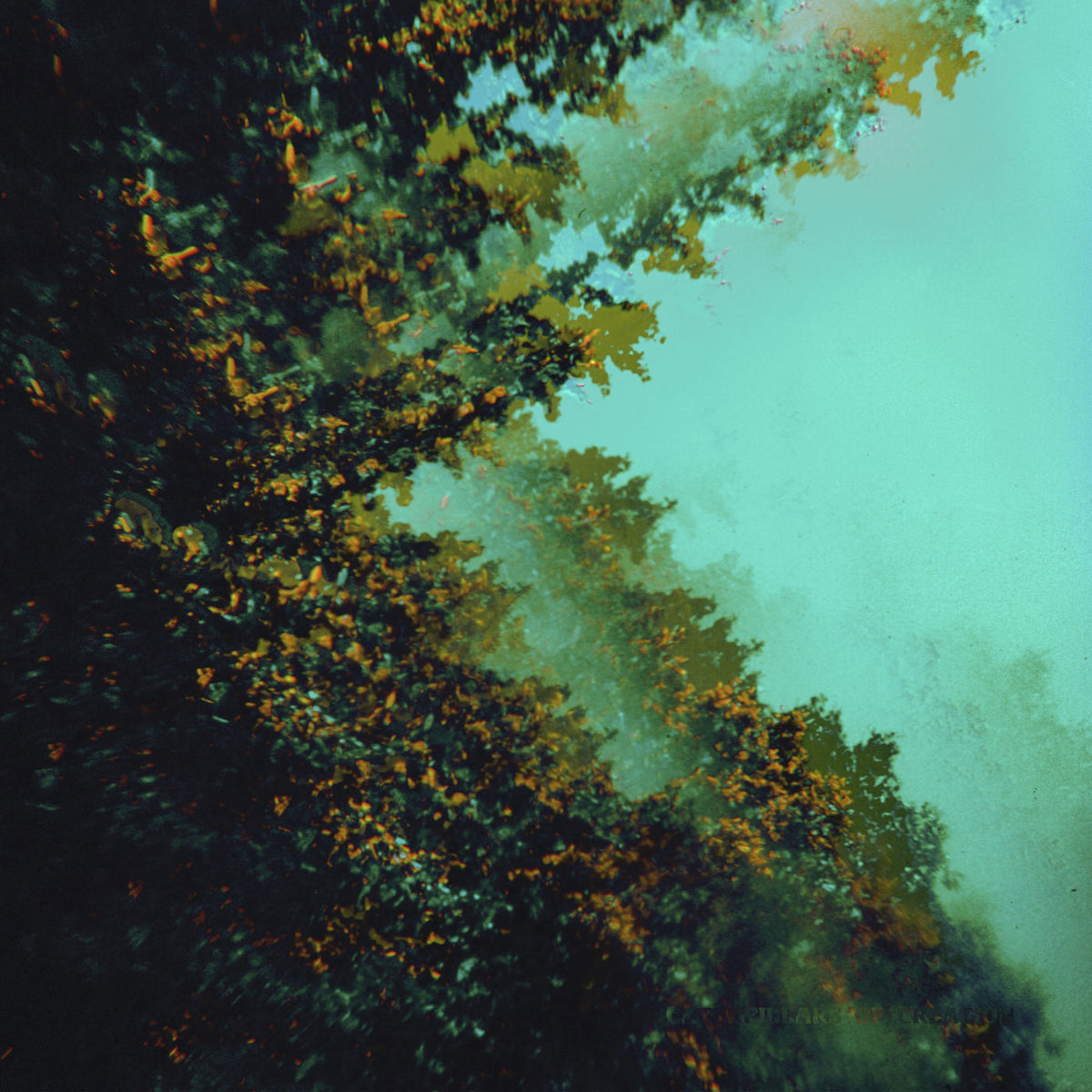 Polymoon – Caterpillars of Creation vinyl record cover