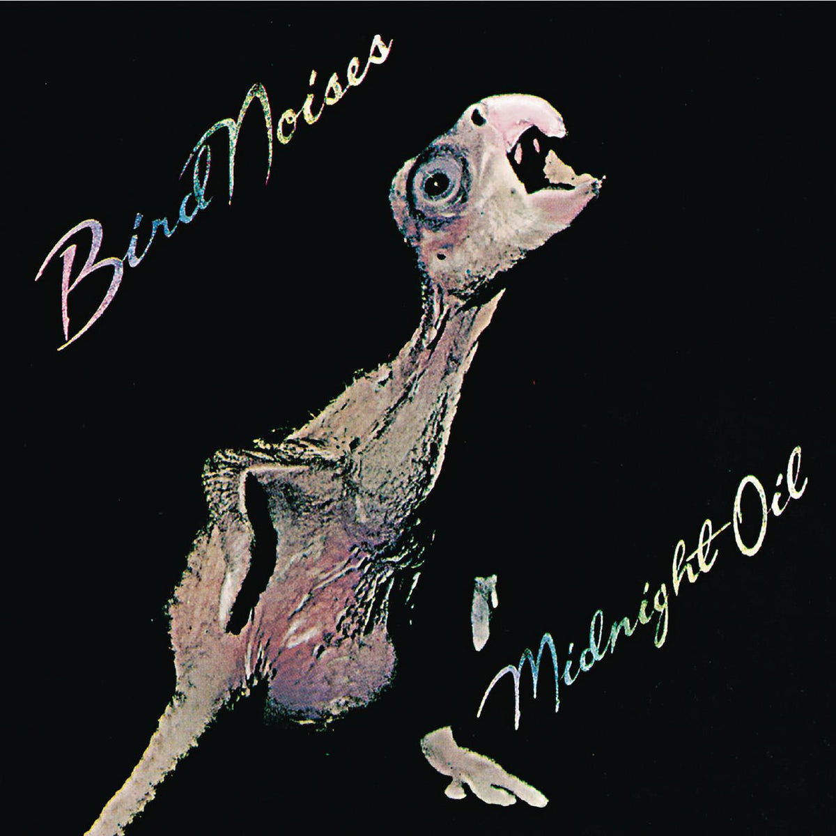 Midnight Oil – Bird Noises vinyl cover