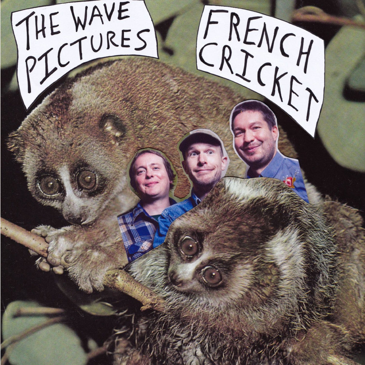 The Wave Pictures – French Cricket vinyl cover