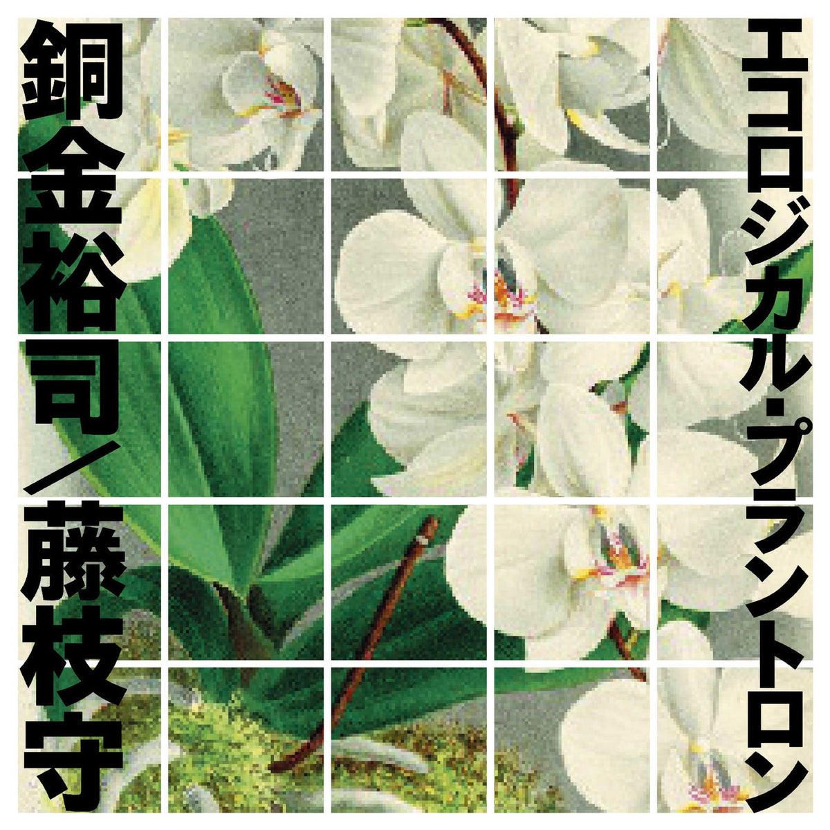 Yuji Dogane – Ecological Plantron vinyl cover