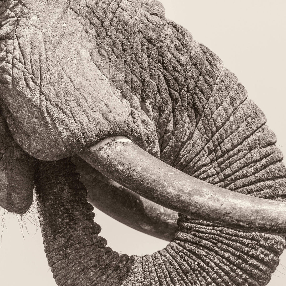 White Elephant – World Elephant Day vinyl record cover