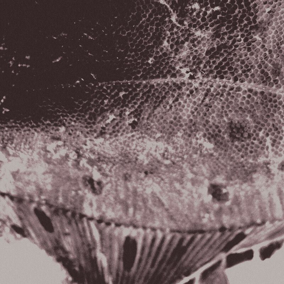 Mark IJzerman – Flounder Maps vinyl cover
