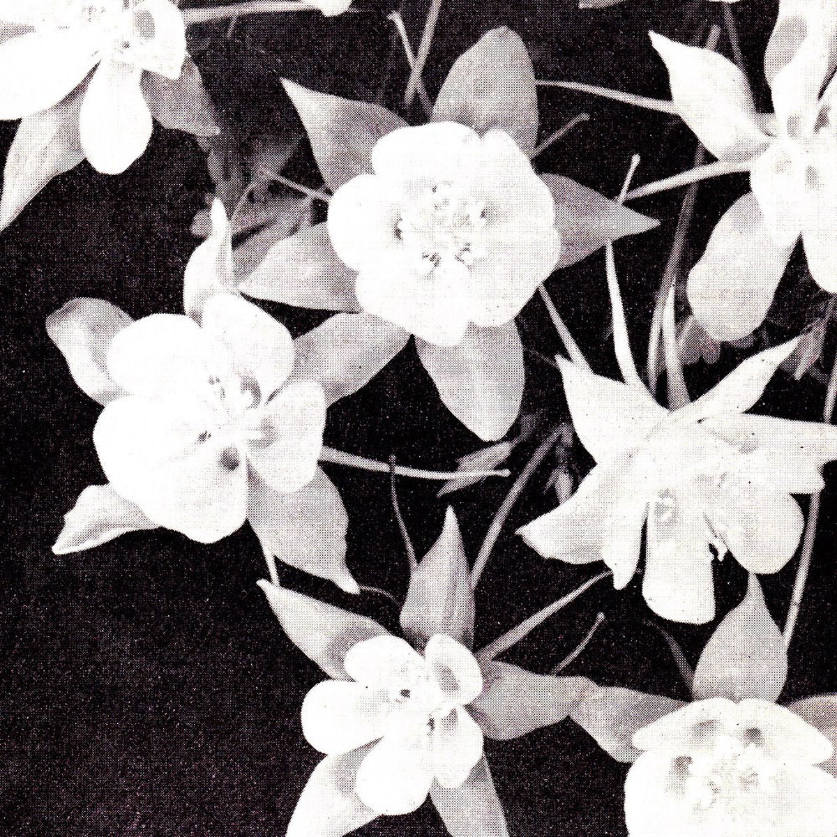 Jabu – Lately / Lately Dub vinyl cover