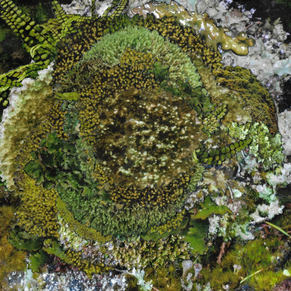KINZUA – Never Fret, Never Fail vinyl cover