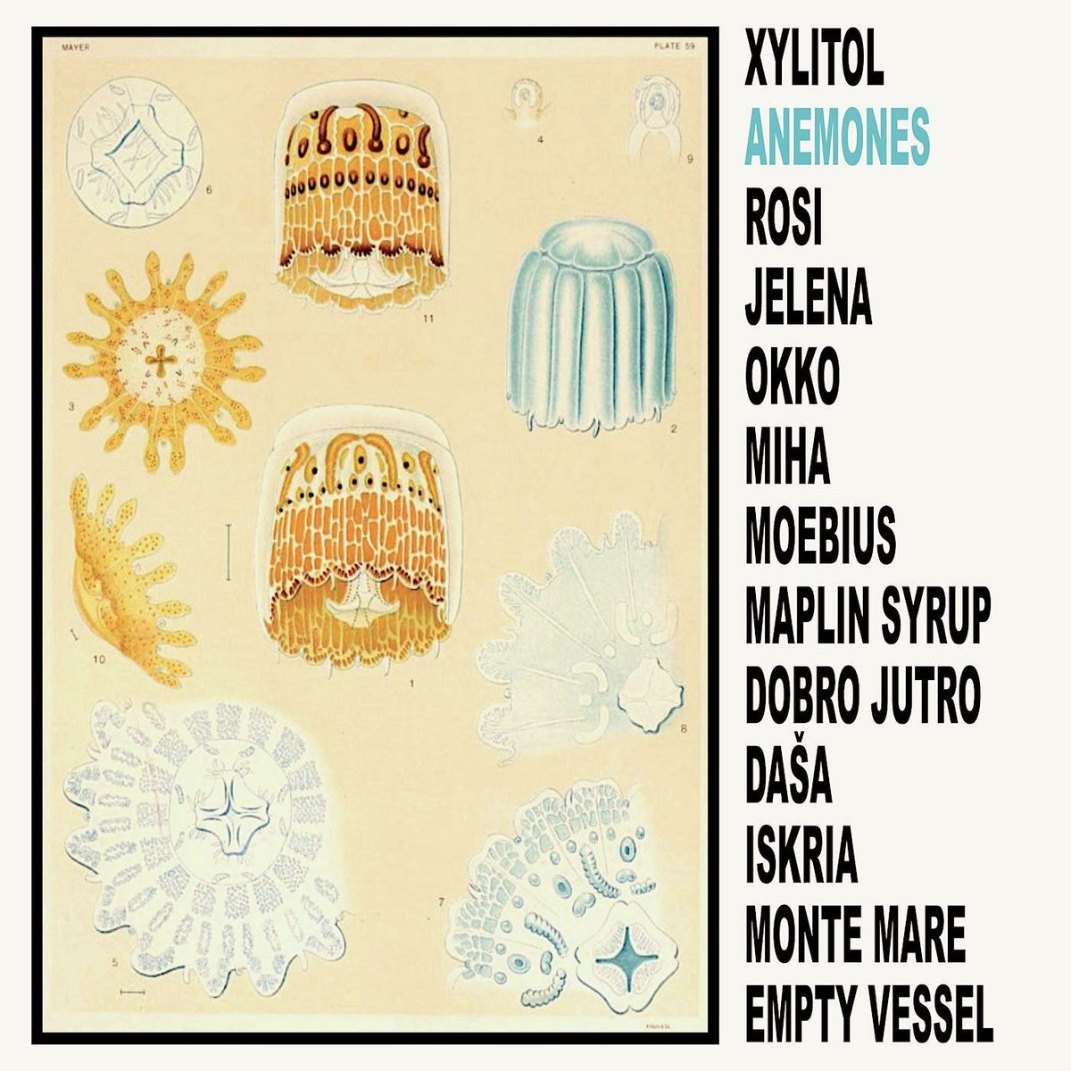 Xylitol – Anemones vinyl record cover