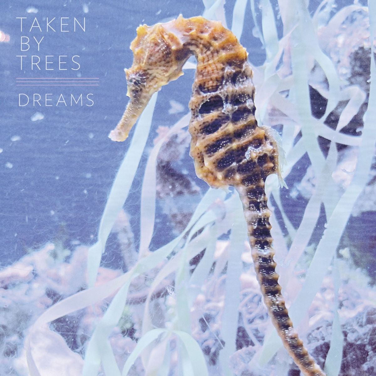 Taken By Trees – Dreams vinyl cover