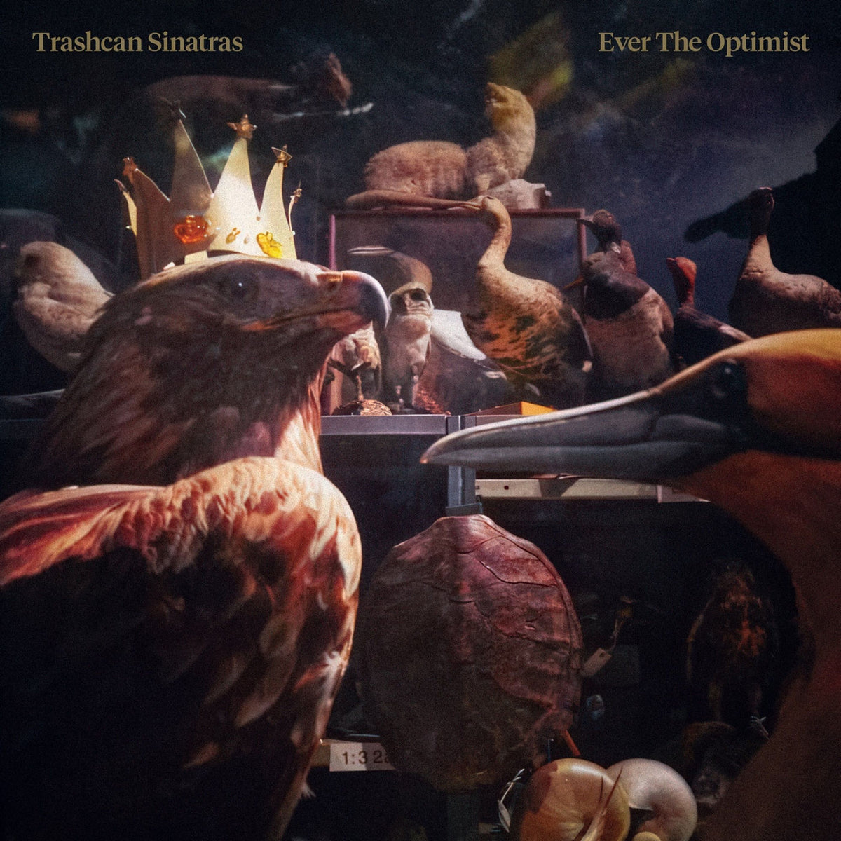 Trashcan Sinatras – Ever The Optimist (Gold Vinyl) vinyl record cover