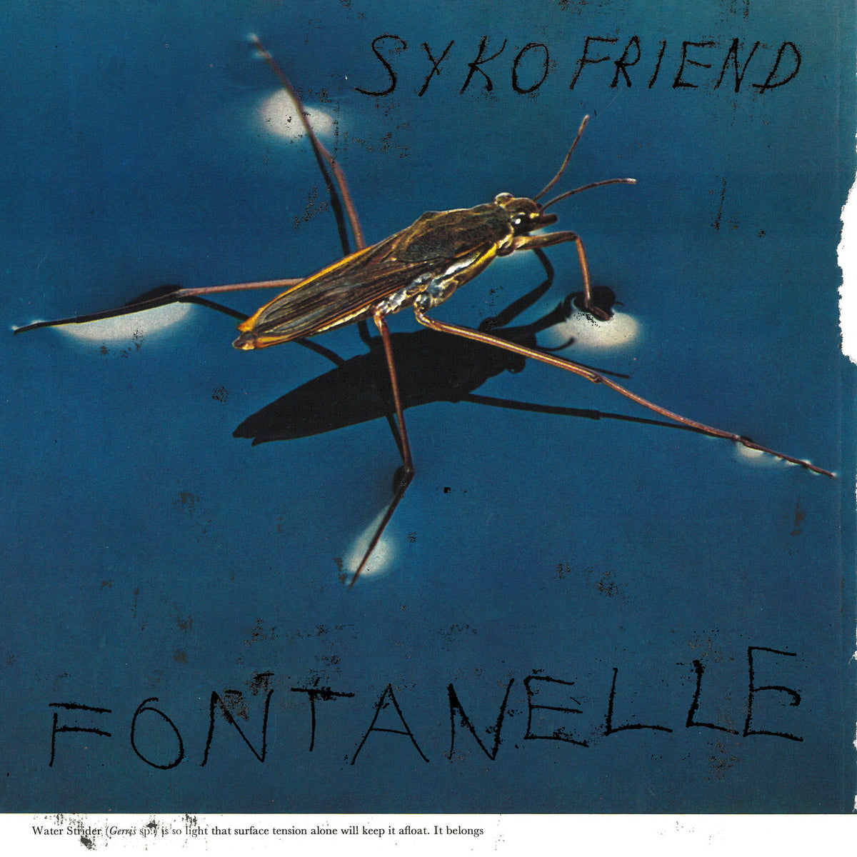 Syko Friend – Fontanelle vinyl record cover