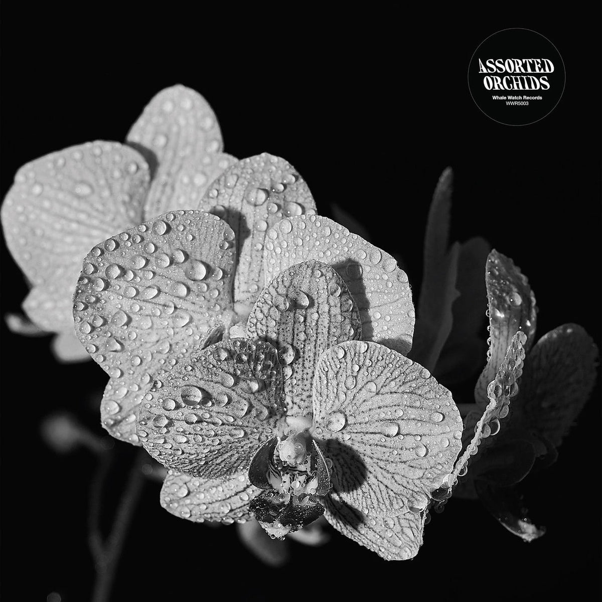 Assorted Orchids – Assorted Orchids vinyl record cover