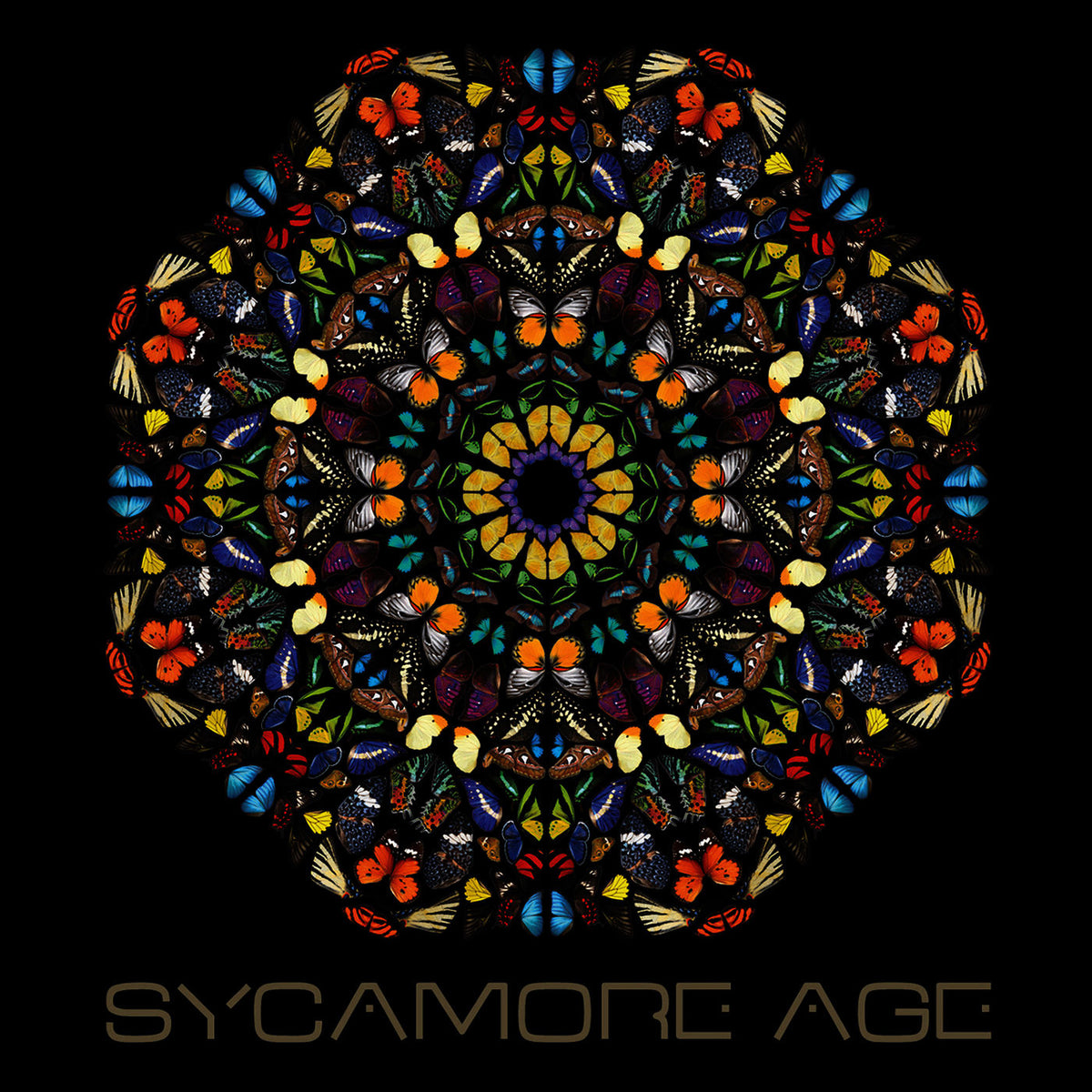 Sycamore Age – Sycamore Age vinyl record cover