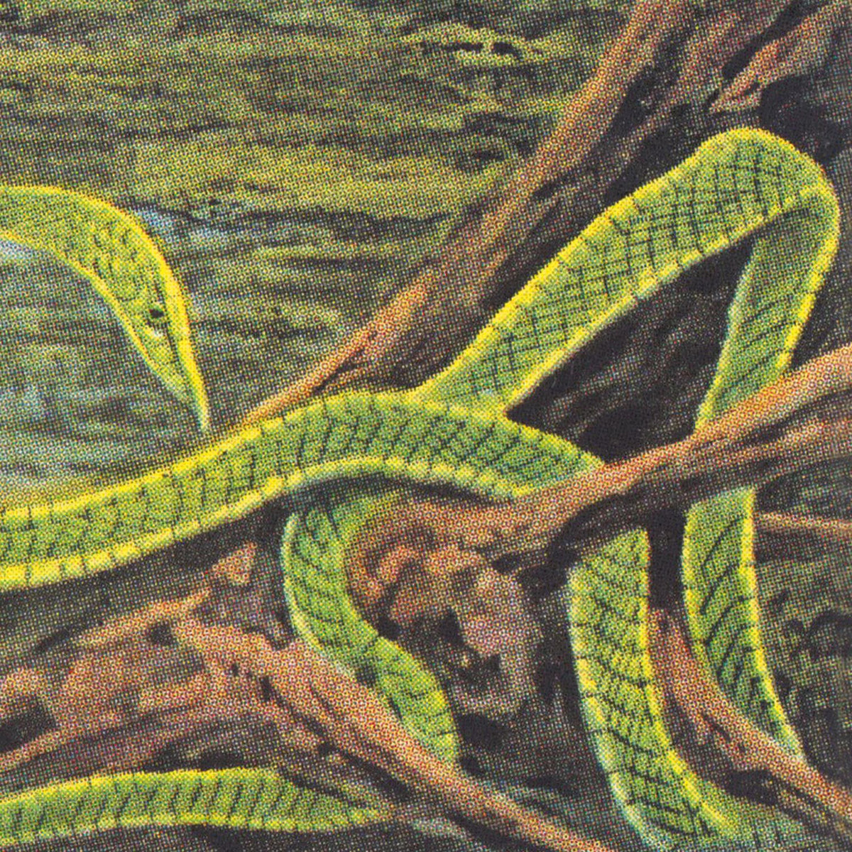 Rainforest Spiritual Enslavement – Green Graves vinyl record cover