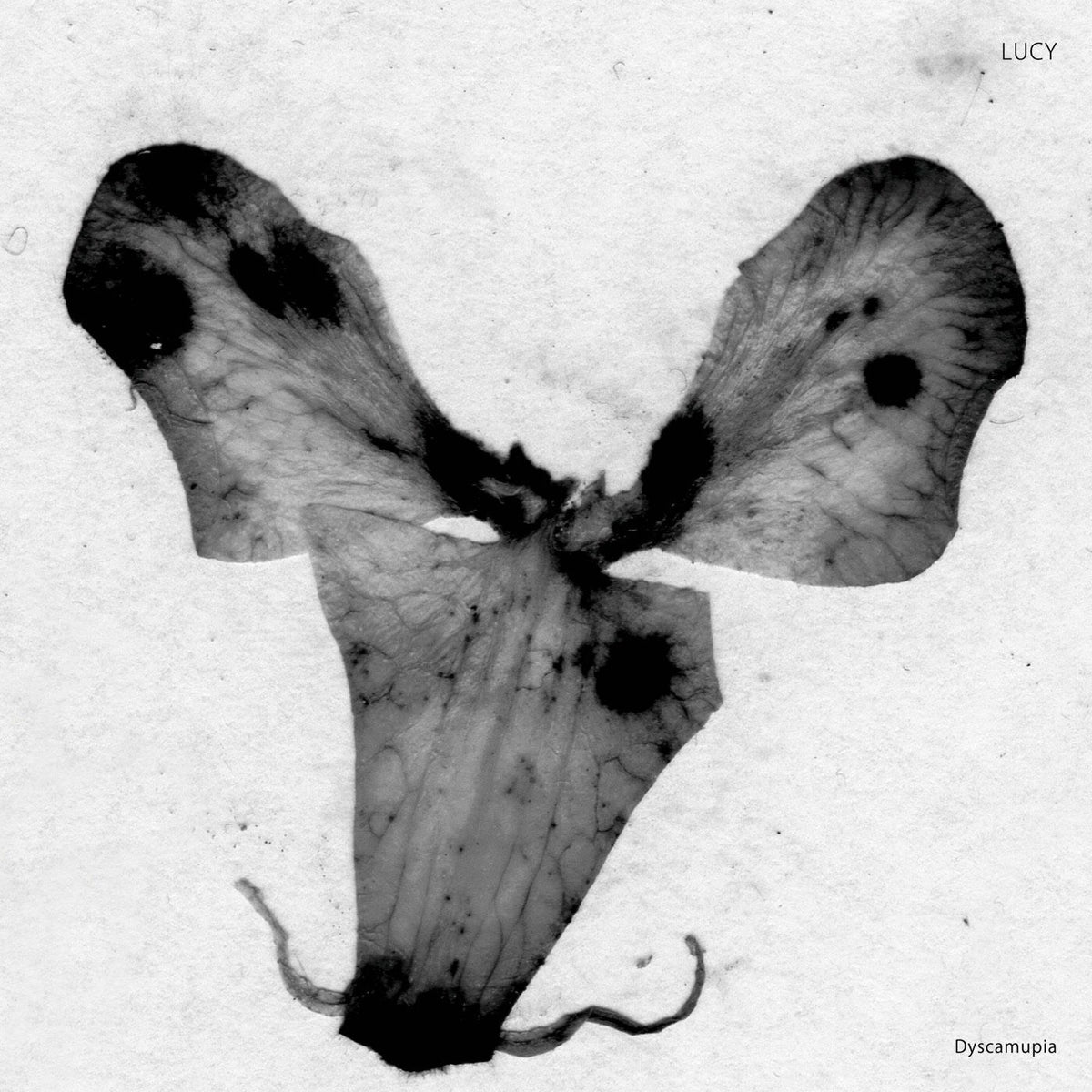 Lucy – Dyscamupia vinyl cover