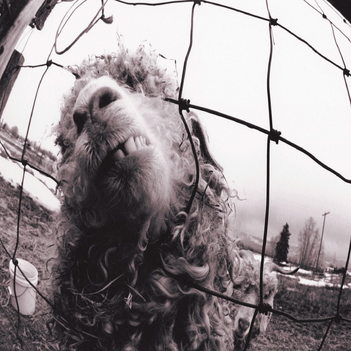 Pearl Jam – VS. vinyl record cover