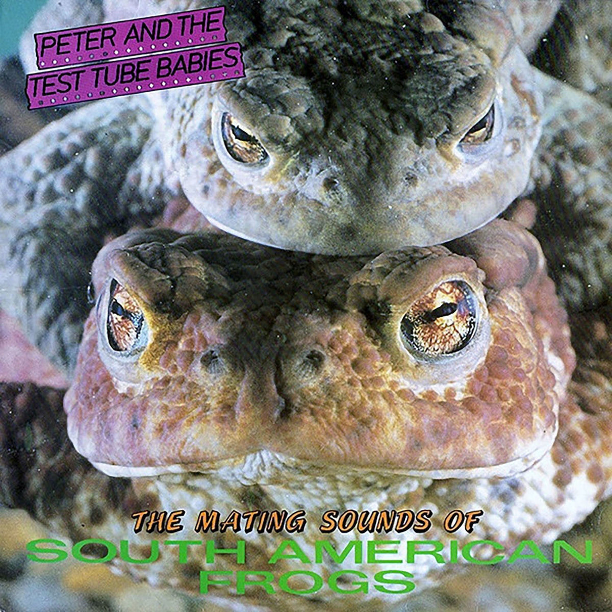 Peter and the Test Tube Babies – The Mating Sounds of the South American Frogs vinyl record cover