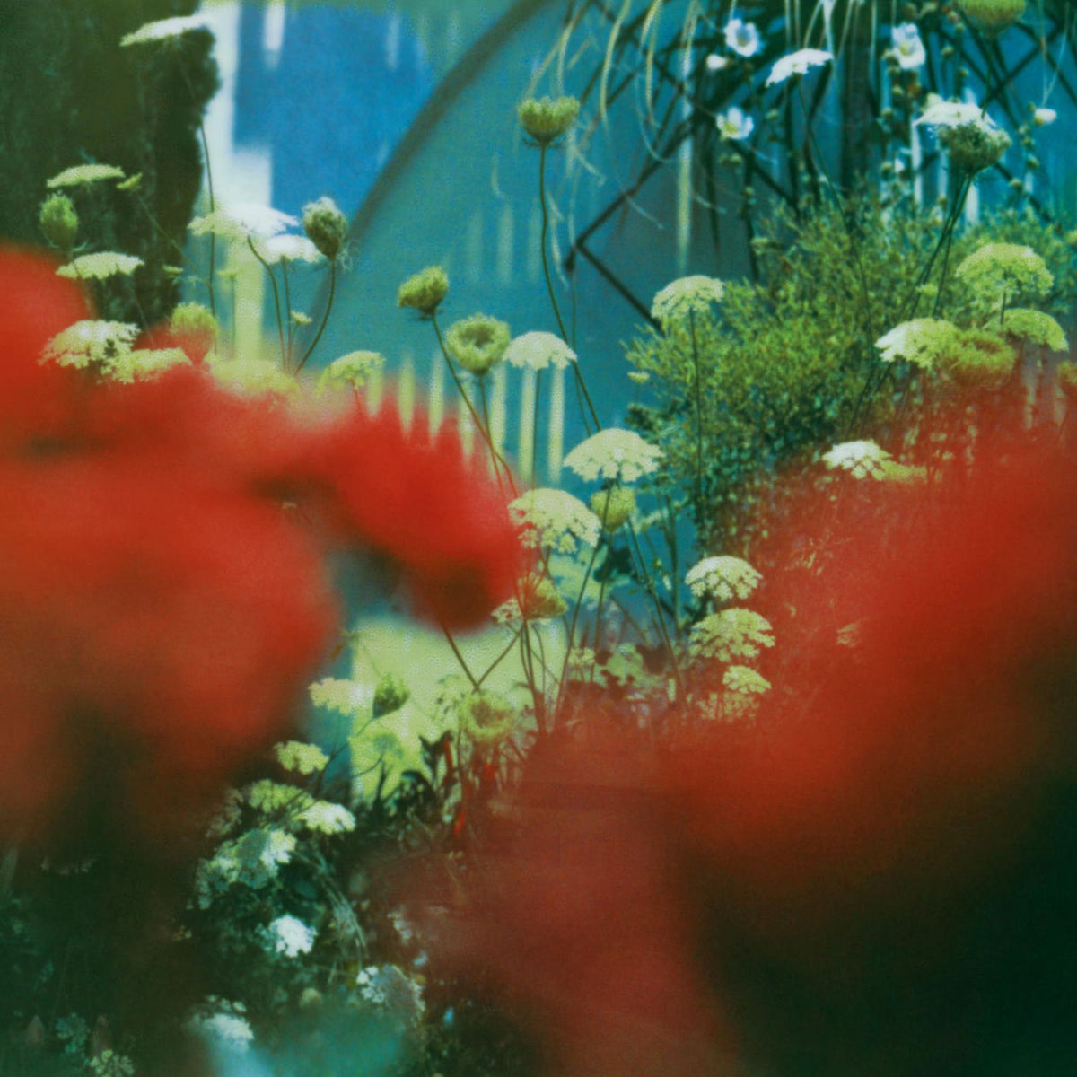 Pulled Apart By Horses – The Haze vinyl record cover
