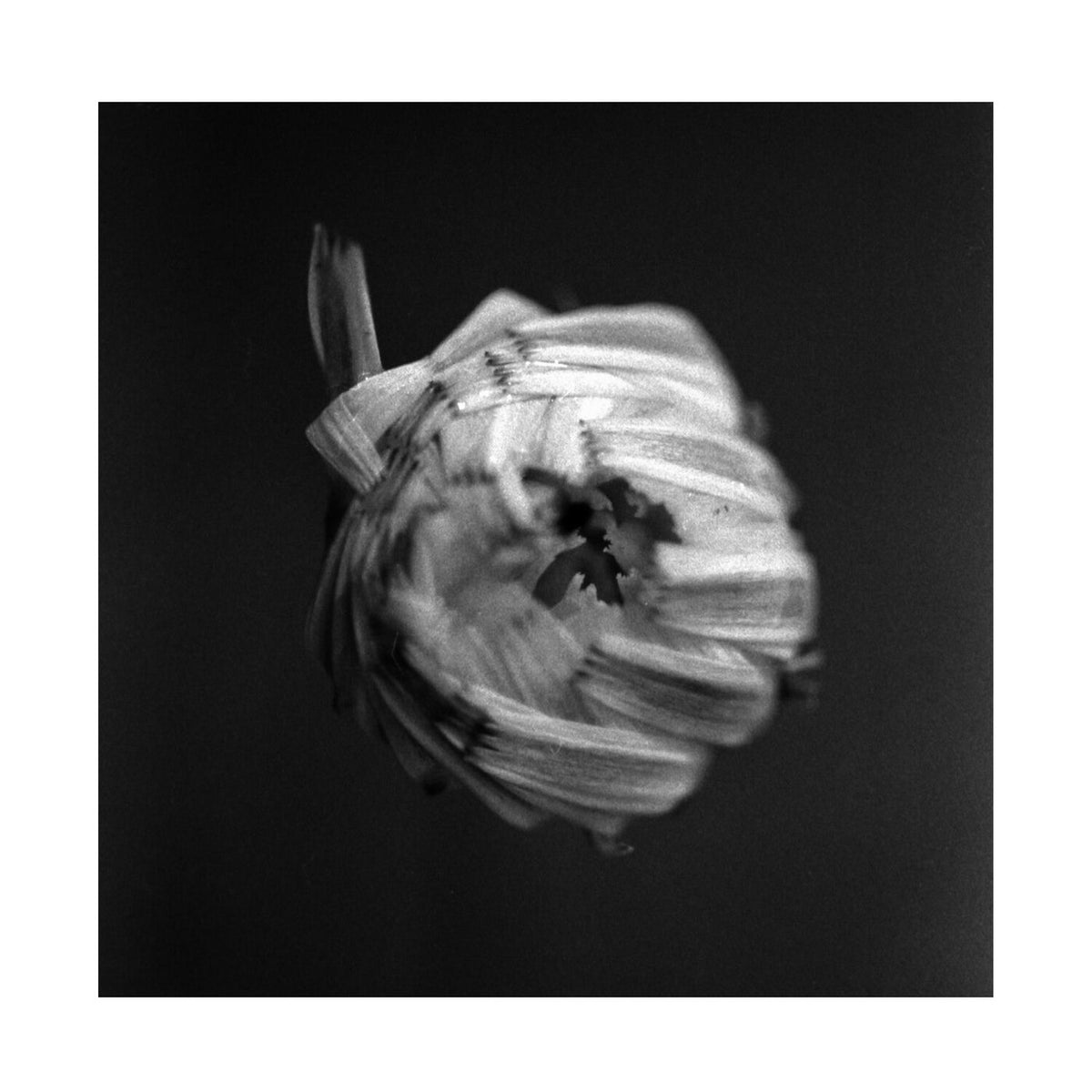 A Swarm Of The Sun – An Empire vinyl record cover