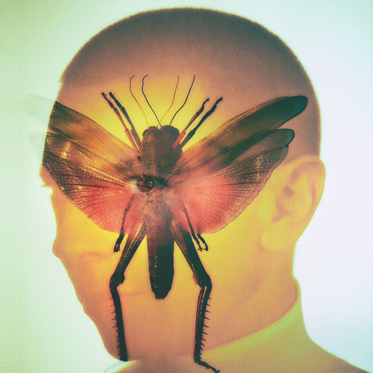 Maelstrom – Rhizome vinyl record cover