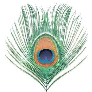Xtc – Apple Venus vinyl record cover