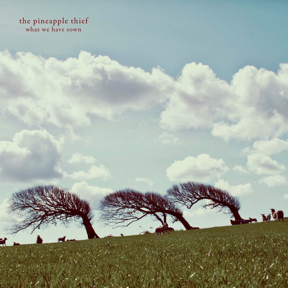 The Pineapple Thief – What We Have Sown vinyl record cover