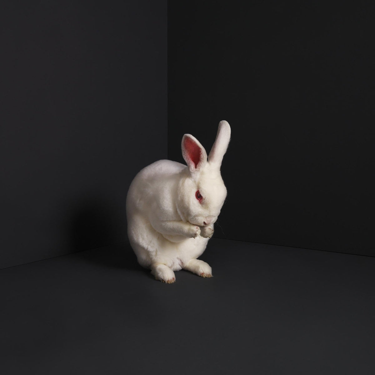 Brume – Rabbits vinyl record cover