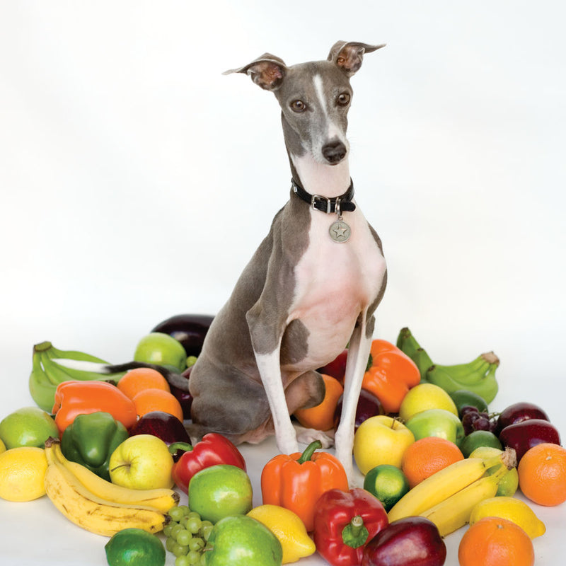 Shellac – Excellent Italian Greyhound vinyl record cover