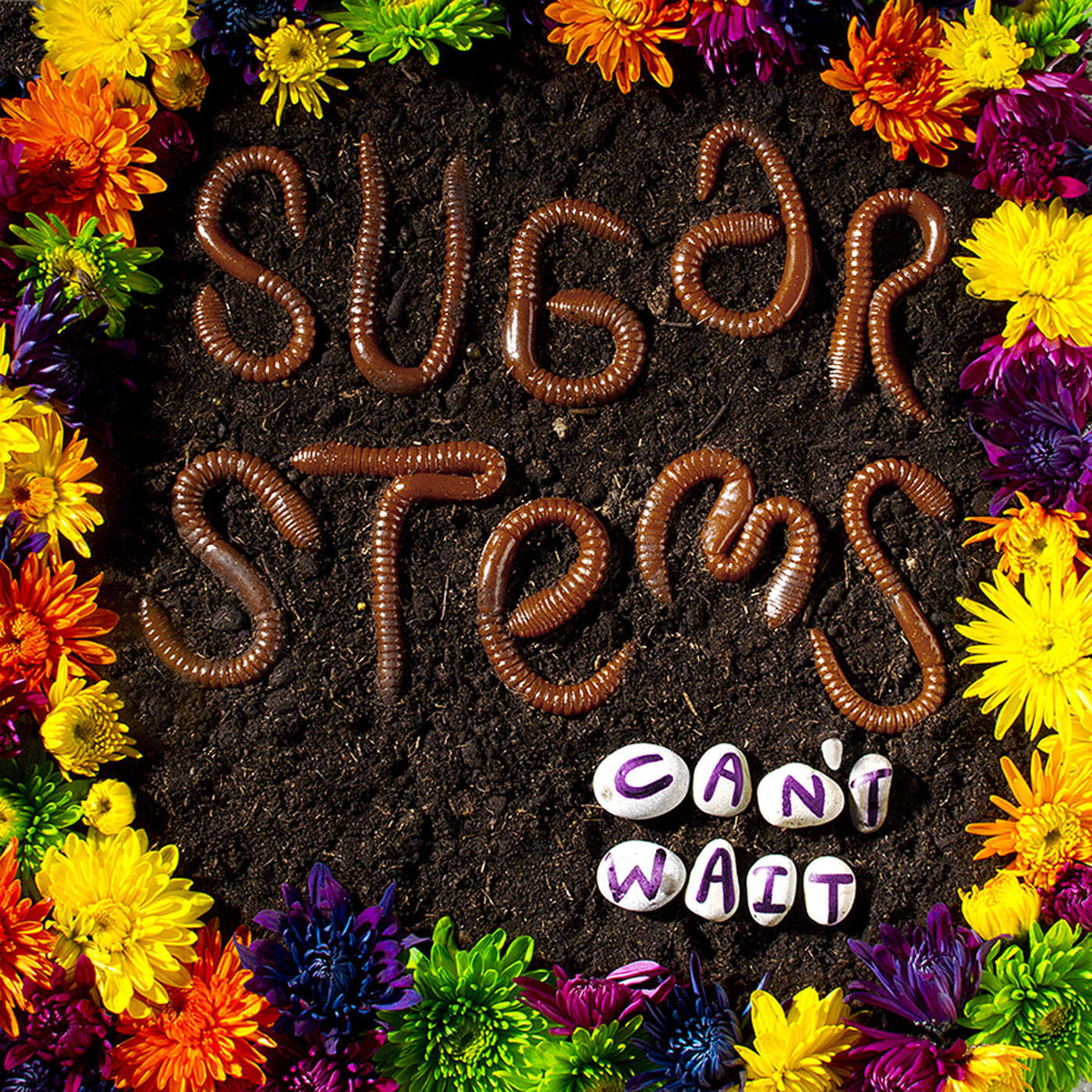 Sugar Stems – Can'T Wait vinyl record cover