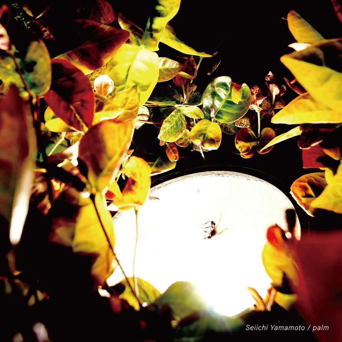 Seiichi Yamamoto – PALM [LP] vinyl record cover