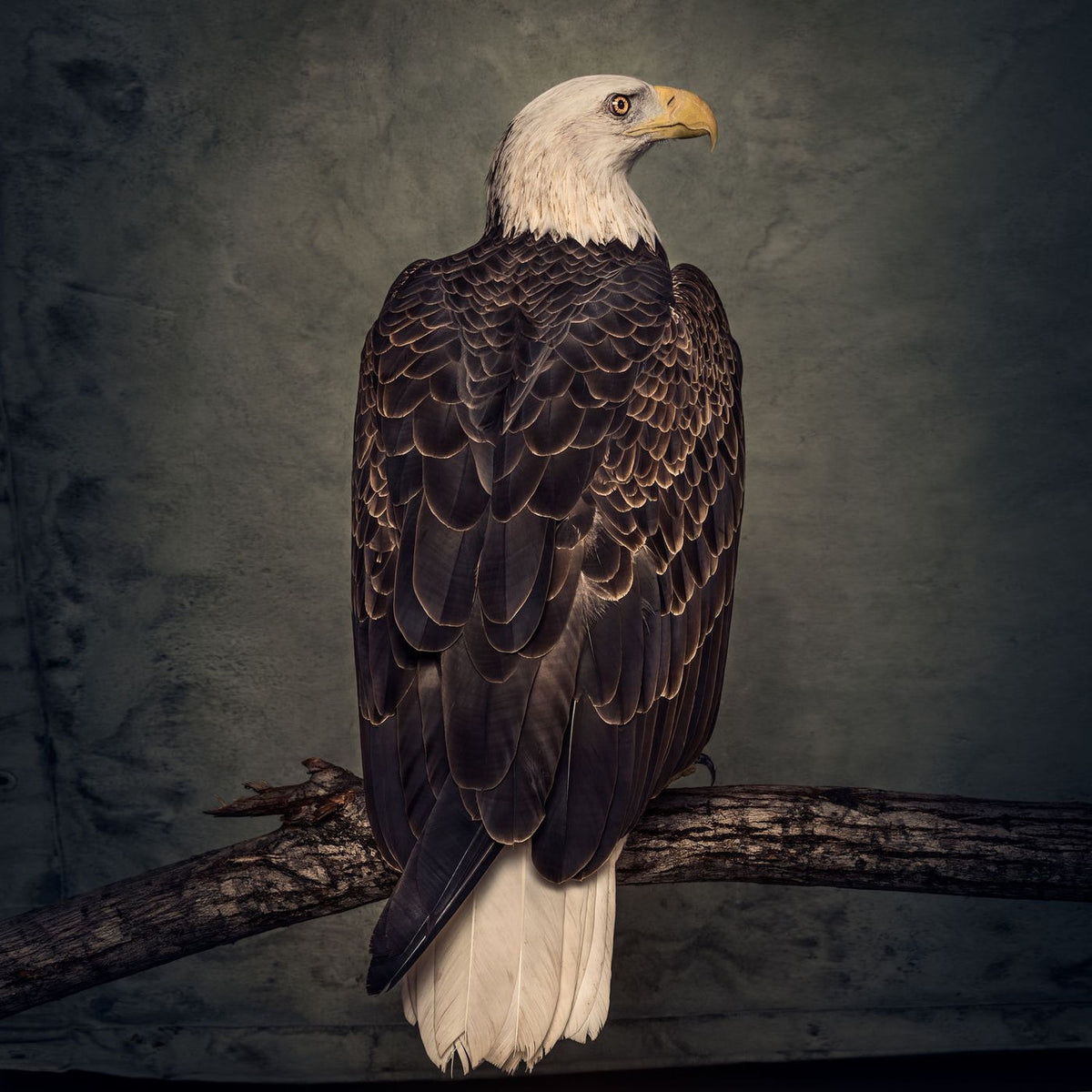 Clutch – Book of Bad Decisions vinyl cover