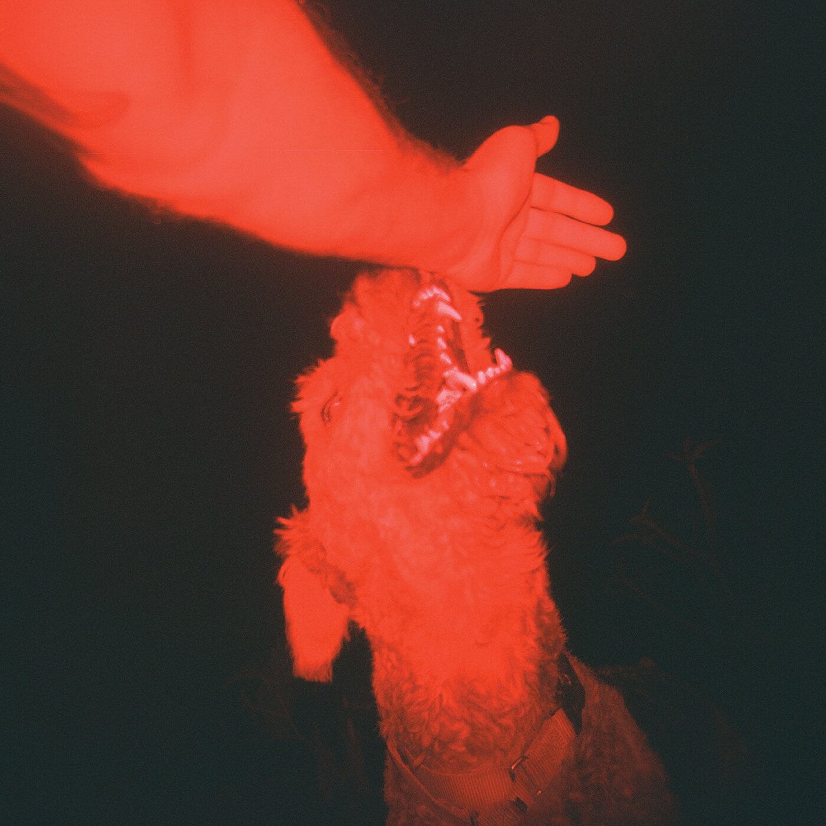 Eli Winter – A Trick of the Light vinyl cover