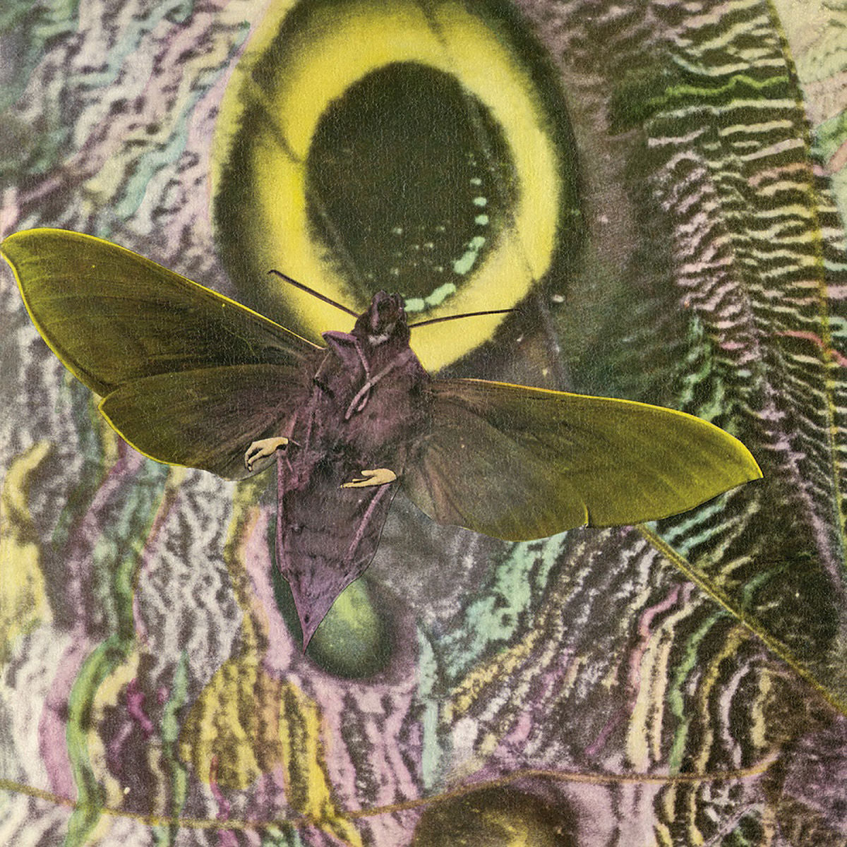 The Mothmen – Pay Attention! vinyl cover