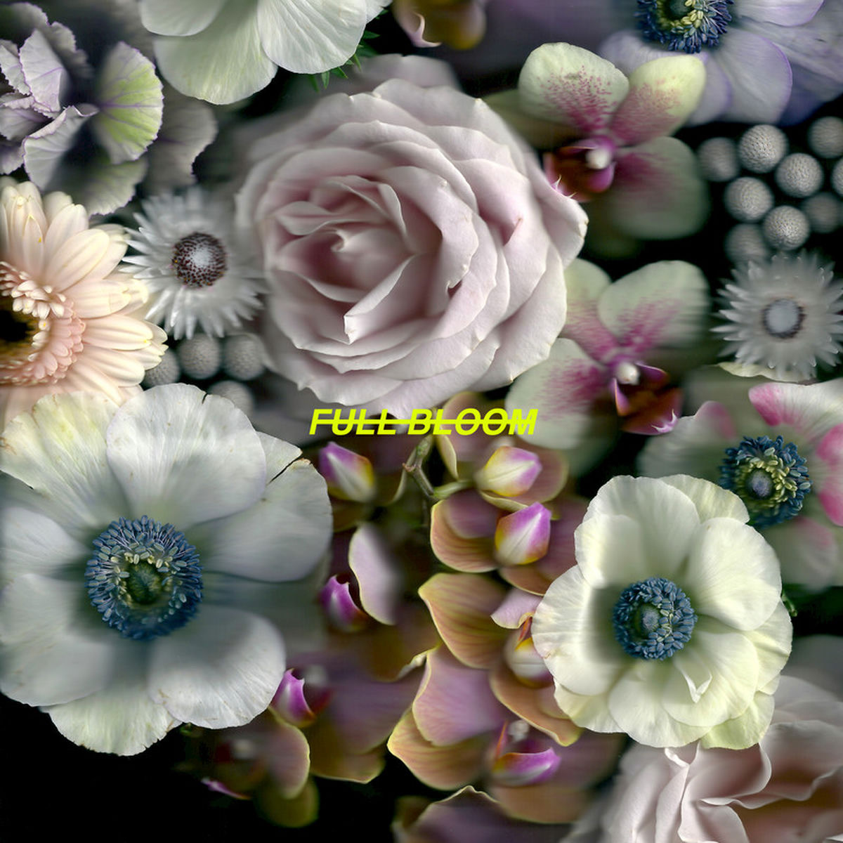 Alpines – Full Bloom vinyl record cover