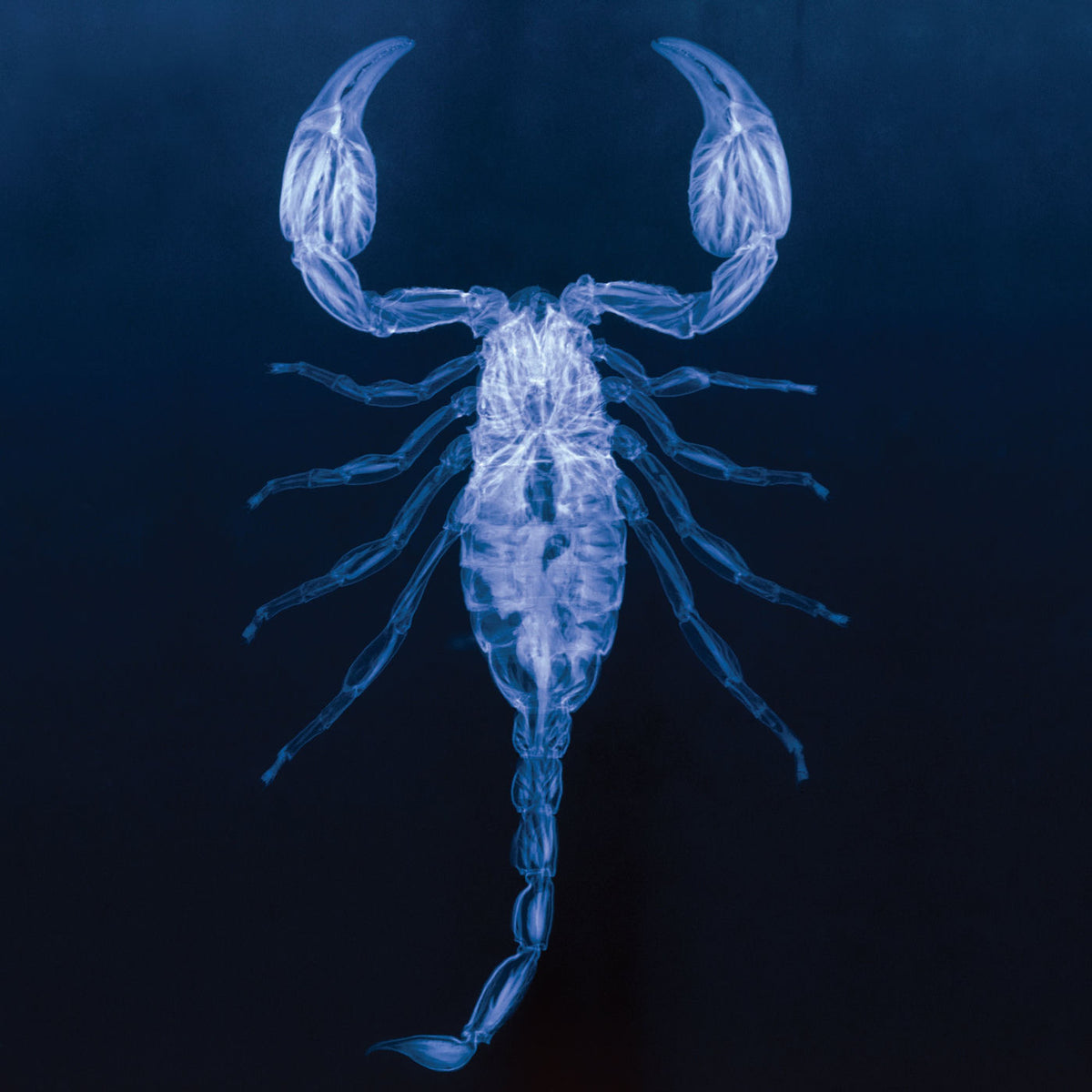 NAVVI – V vinyl cover