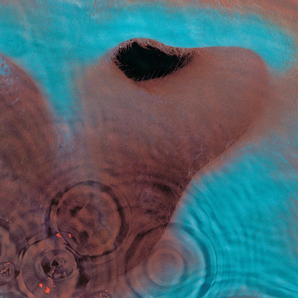 Pink Floyd – Meddle (National Album Day 2026) vinyl record cover
