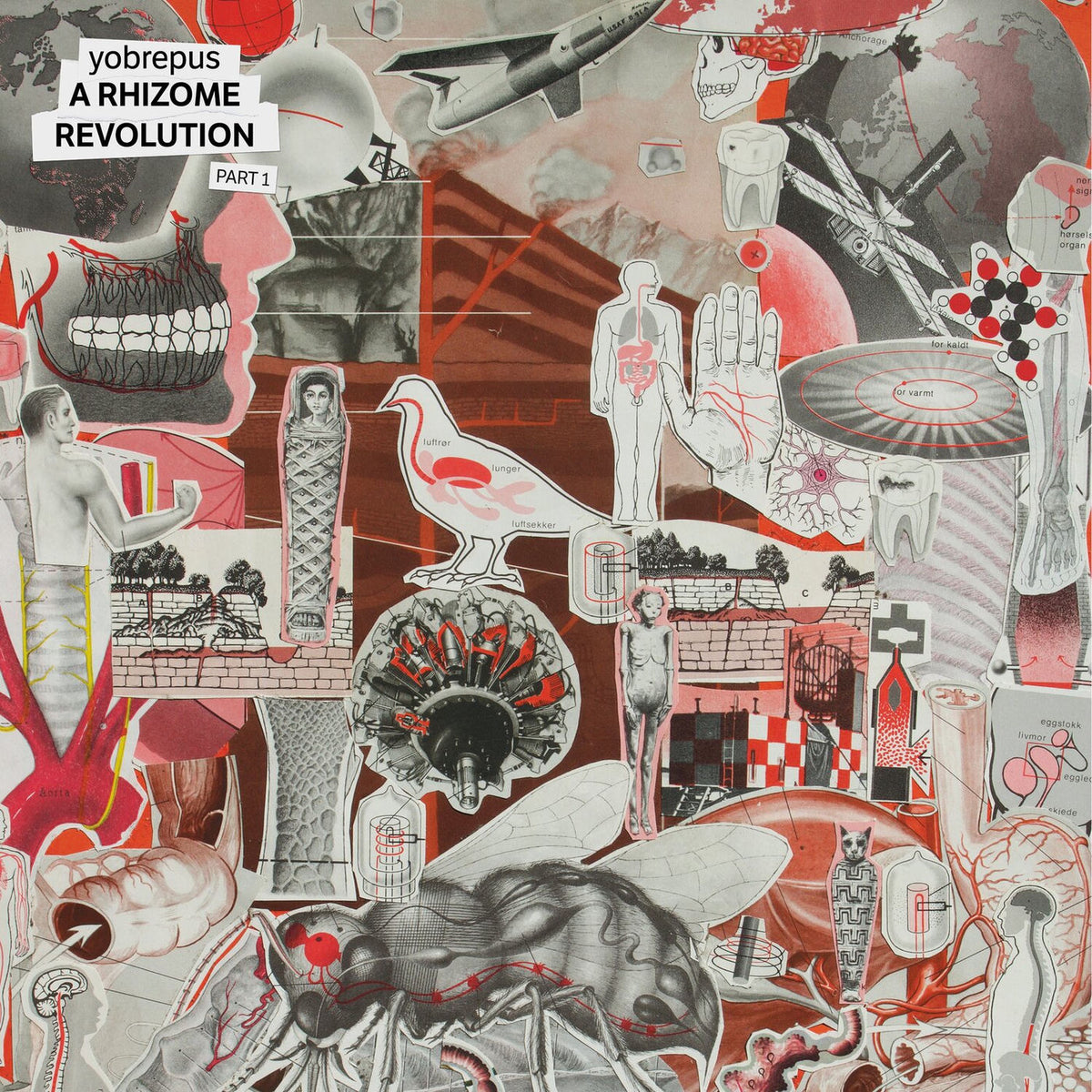 Yobrepus – A Rhizome Revolution Part 1 vinyl record cover