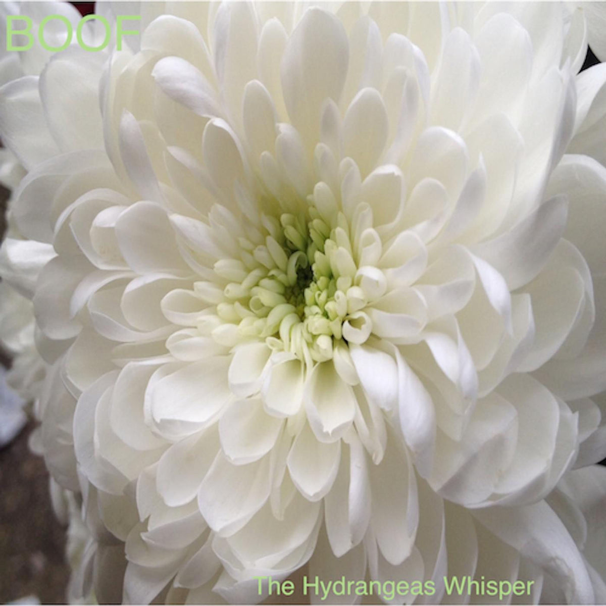 Boof – The Hydrangeas Whisper vinyl cover