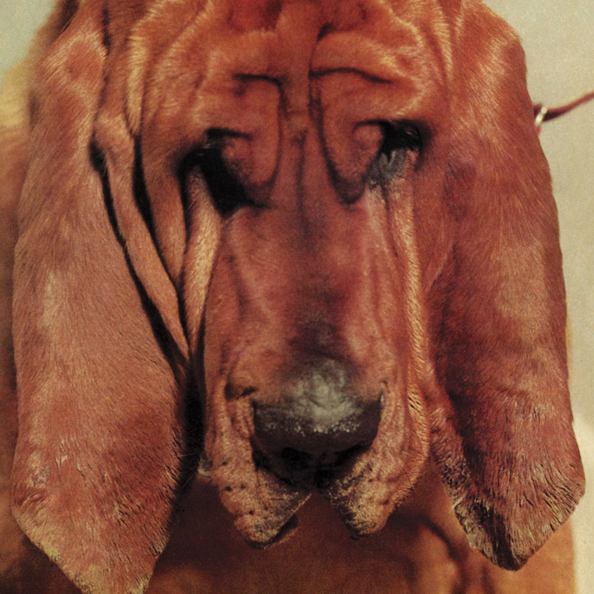 Ty Segall – Goodbye Bread vinyl record cover