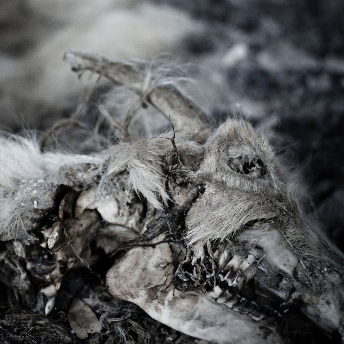 Aphonic Threnody – When Death Comes vinyl record cover