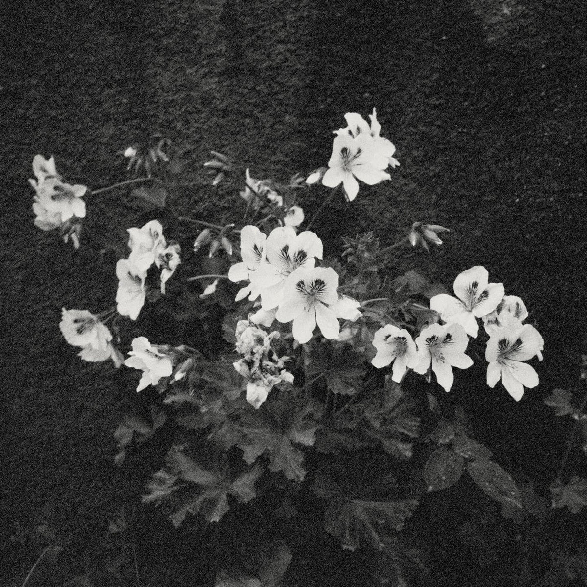 Cromby – Planets And Parks EP vinyl cover