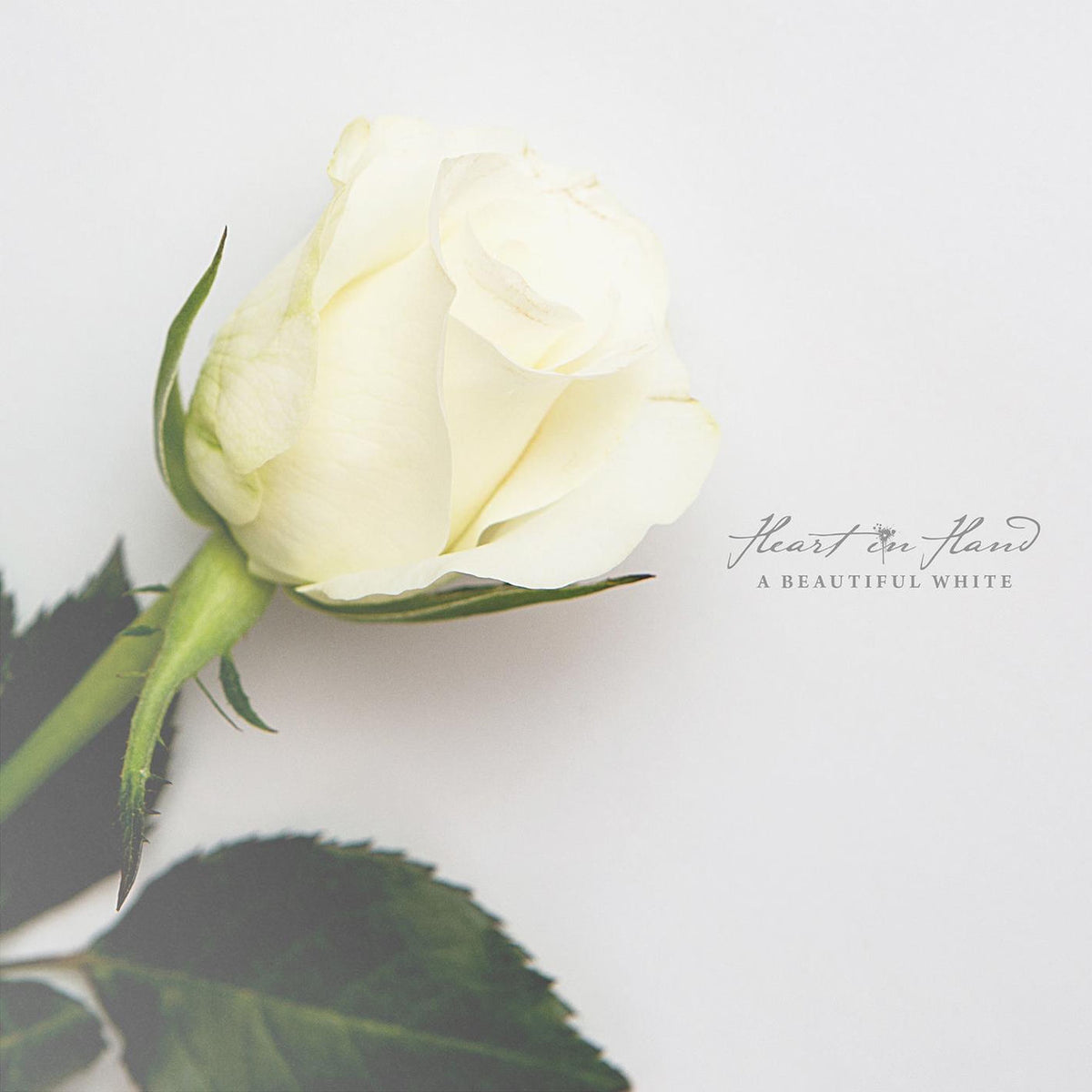 Heart In Hand – A Beautiful White vinyl record cover