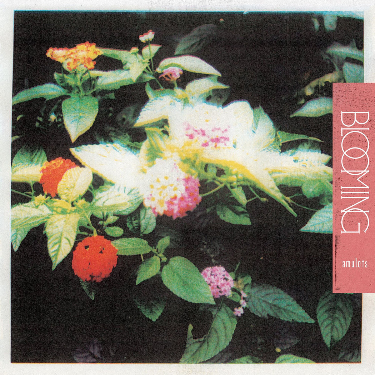 Amulets – Blooming vinyl record cover