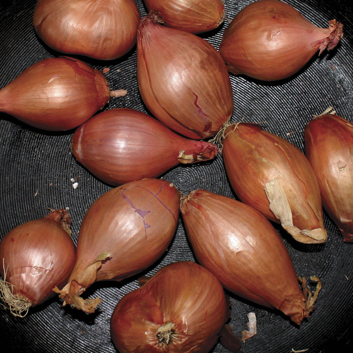 Ty Segall – Fried Shallots vinyl cover