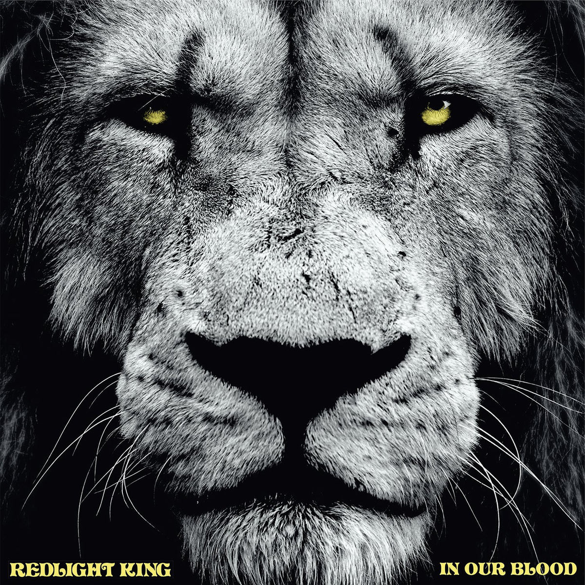 Redlight King – In Our Blood (GOLD VINYL) vinyl record cover