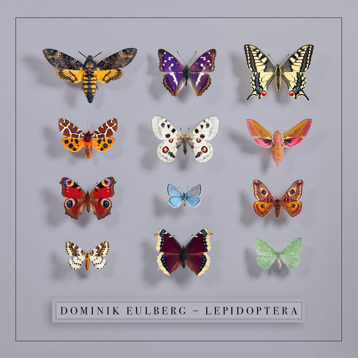 Dominik Eulberg – Lepidoptera vinyl record cover