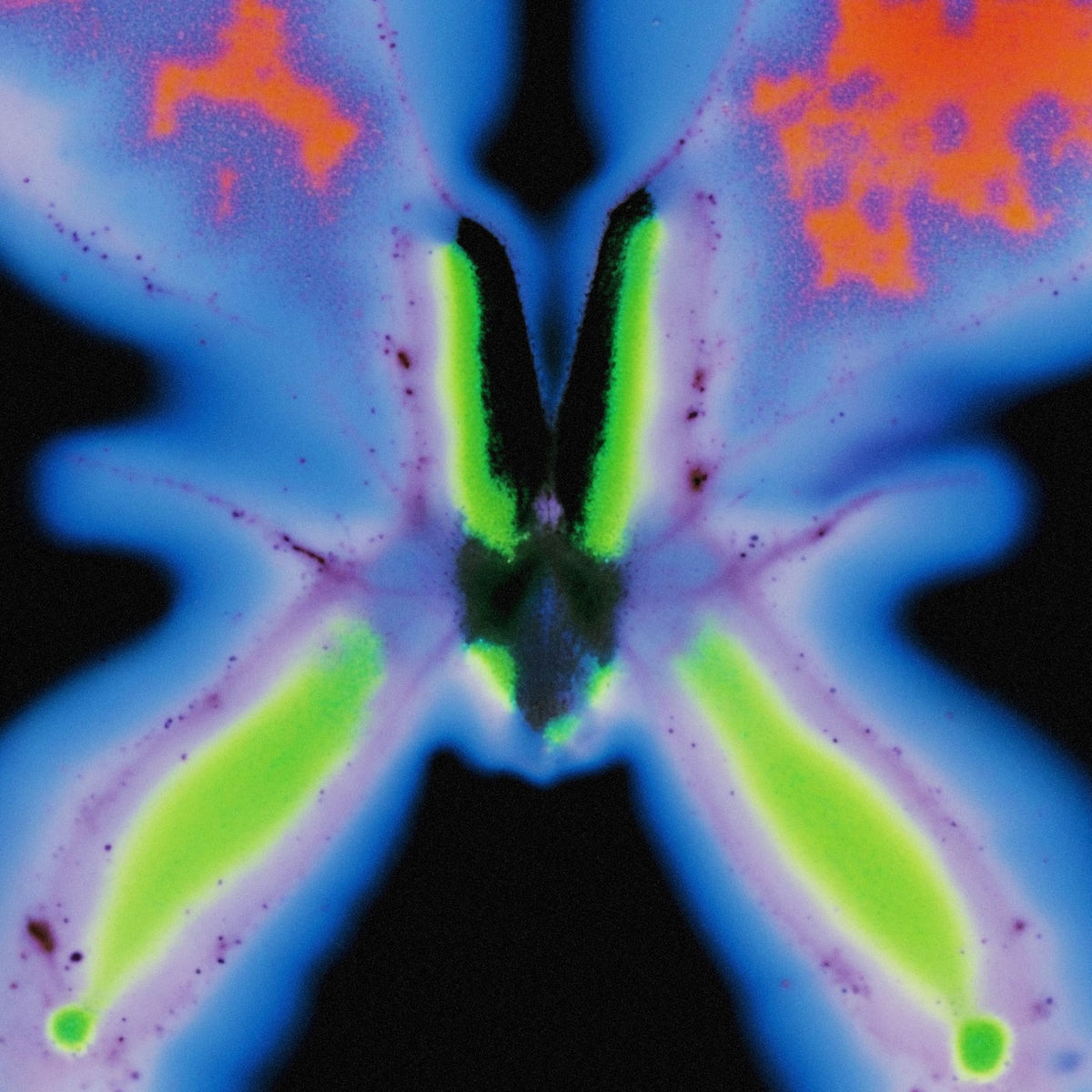 Jorg Kuning – Elvers Pass — record image 1