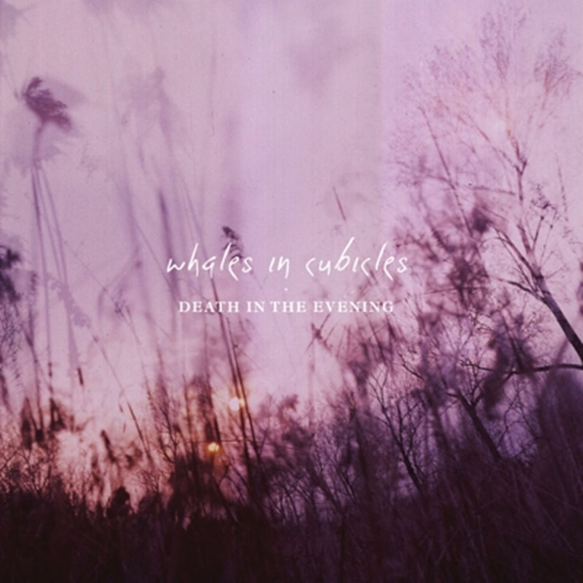 Whales in Cubicles – Death in the Evening vinyl record cover