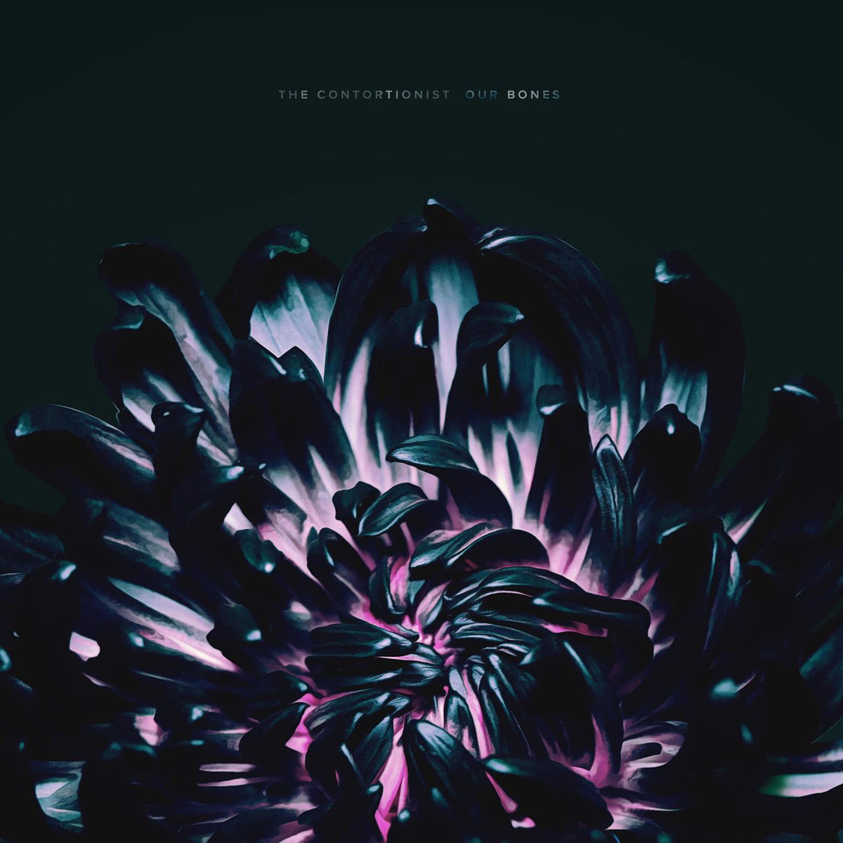 The Contortionist – Our Bones vinyl cover
