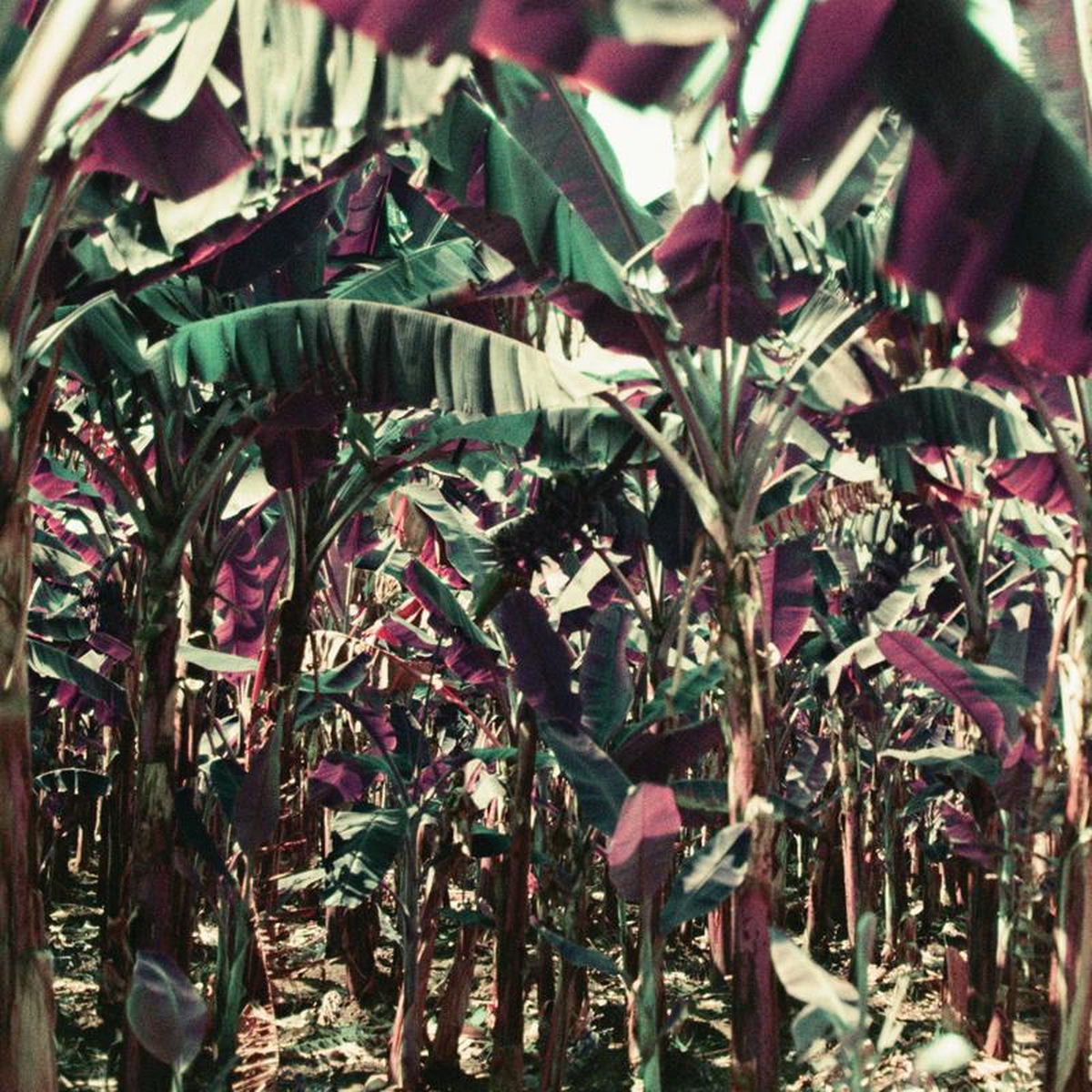 Dampé – Peach Shuffle EP vinyl cover