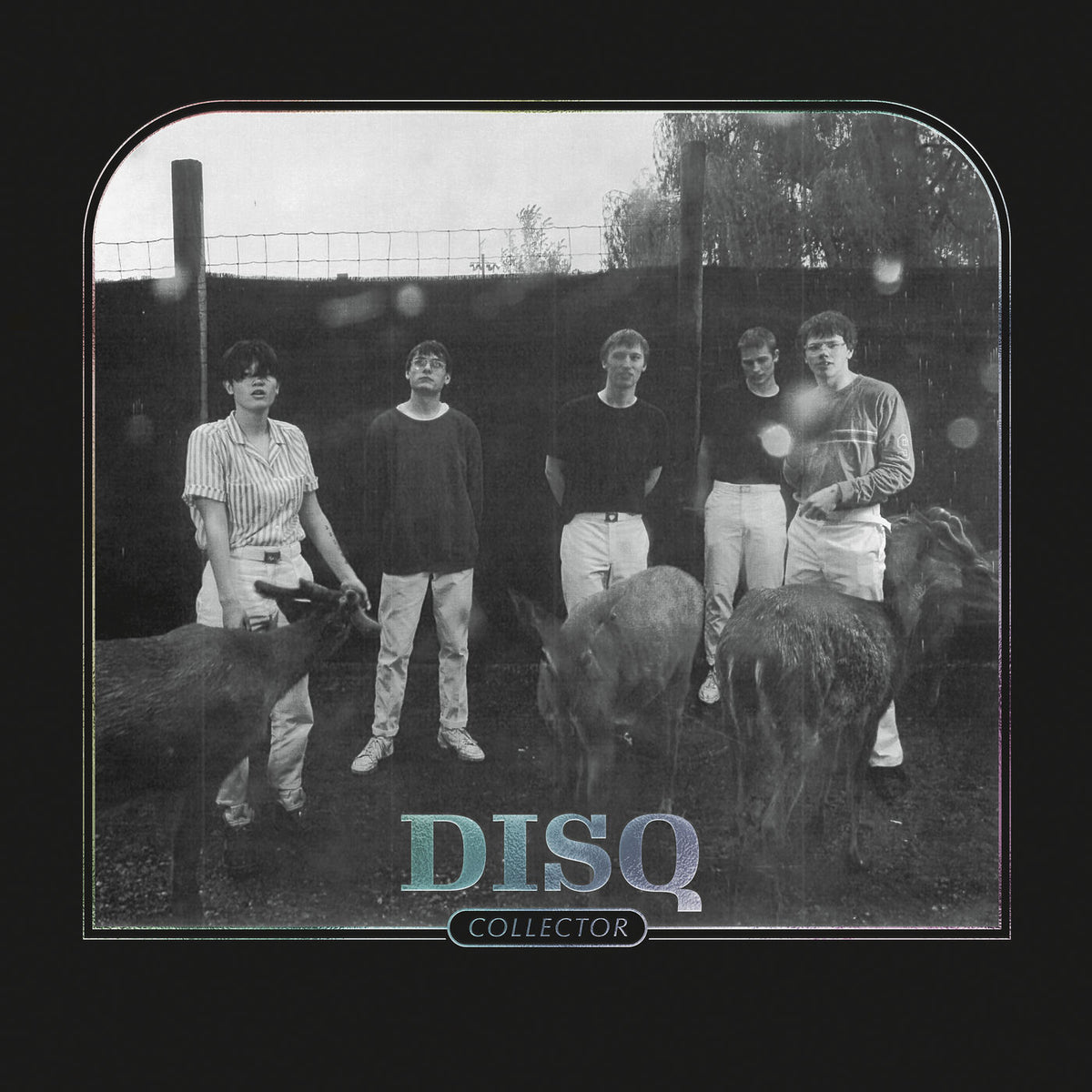 DISQ – Collector vinyl cover