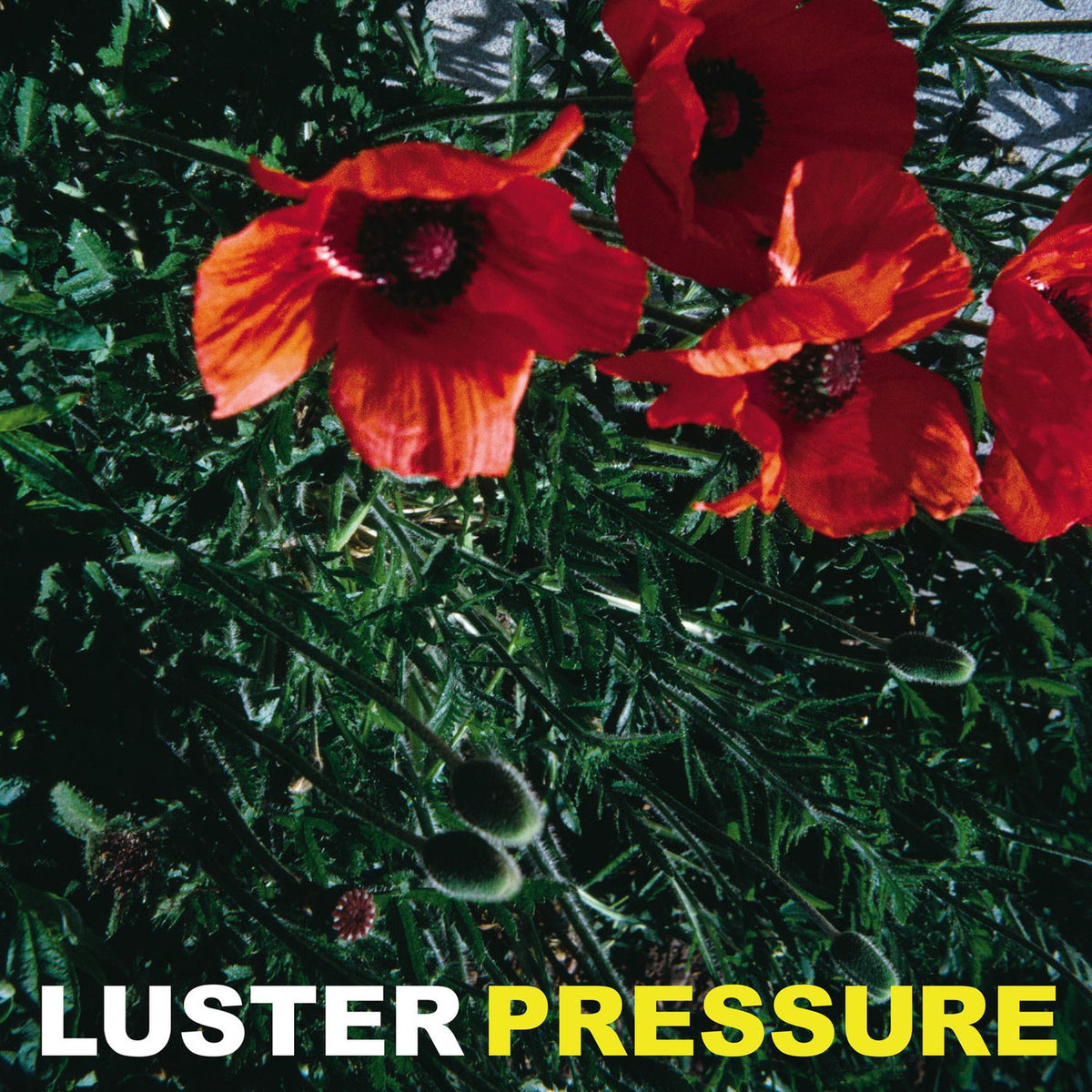 Luster – Pressure vinyl record cover