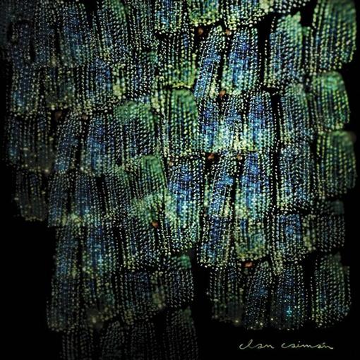 Clan Caimán — Asoma — record image 1